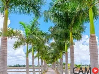 Nicecock77’s (Streamate) Photo