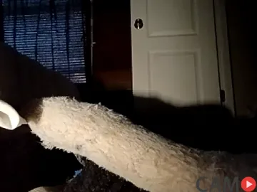 Amarok39&rsquo;s (Stripchat) Photo